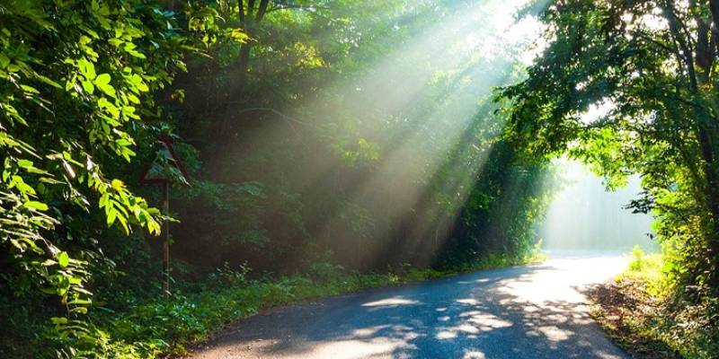 morning view at dandeli national park