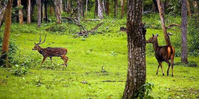 two deers at dandeli national park